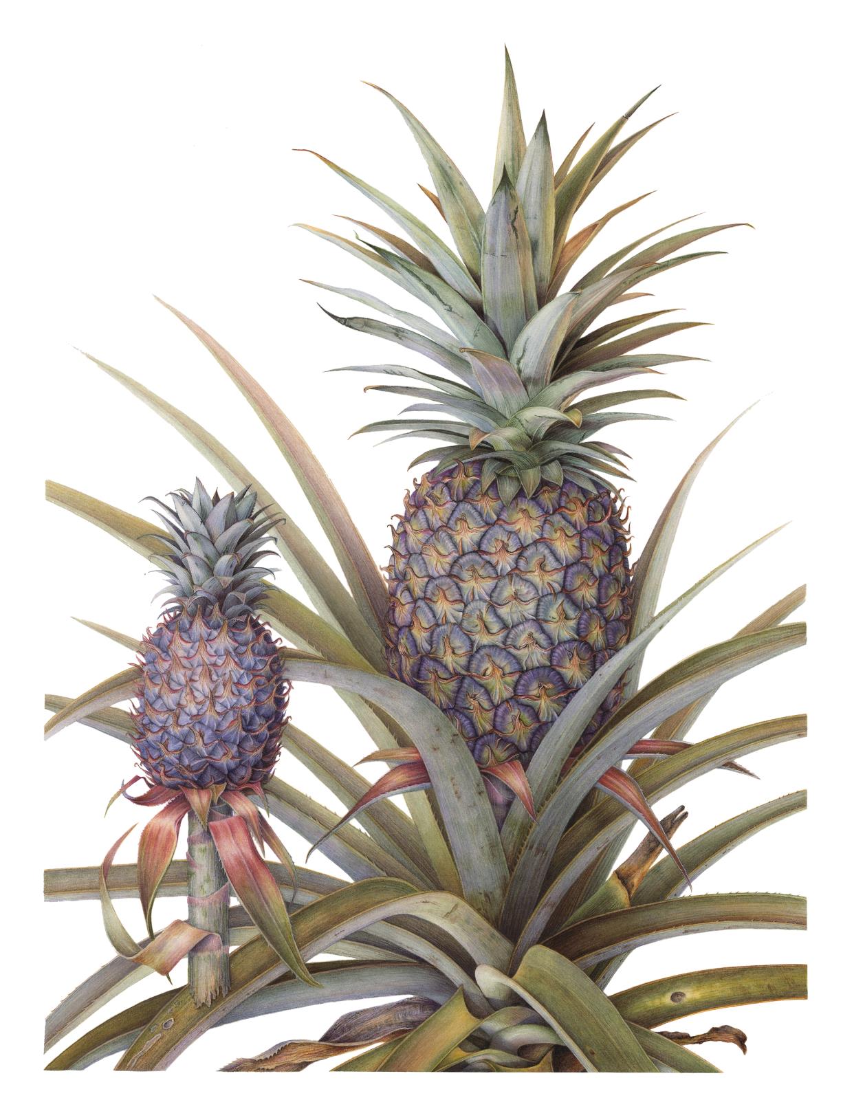 Ananas comosus - Cayenne Pineapple 